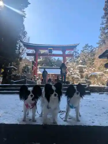 北口本宮冨士浅間神社の{uncategorized: "未分類", other: "その他", undefined: "問題あり", building: "その他建物", grave: "お墓", sacred_gate: "鳥居", guardian: "狛犬", statue: "像", buddha: "仏像", history: "歴史", nature: "自然", garden: "庭園", animal: "動物", pagoda: "塔", temizu: "手水舎", mountain_gate: "山門・神門", sanctuary: "本殿・本堂", subordinate: "末社・摂社", art: "芸術", scenery: "景色", jizo: "地蔵", ema: "絵馬", goshuin: "御朱印", omikuji: "おみくじ", items: "授与品その他", amulet: "お守り", goshuincho: "御朱印帳", eats: "食事", festival: "お祭り", votive_dance: "神楽", shichigosan: "七五三参", wedding: "結婚式", experience: "体験その他", initially: "初詣", around: "周辺", anti_infection: "感染症対策"}
