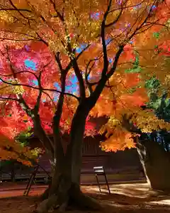 滑川神社 - 仕事と子どもの守り神の自然(2023年11月30日(木) 16時23分05秒投稿)