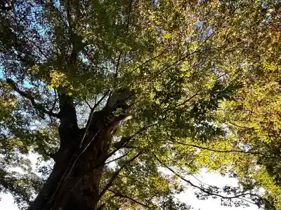 白鳥神社(長野県)