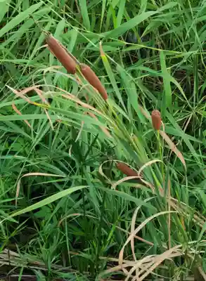 出雲大社倉敷教会(岡山県)