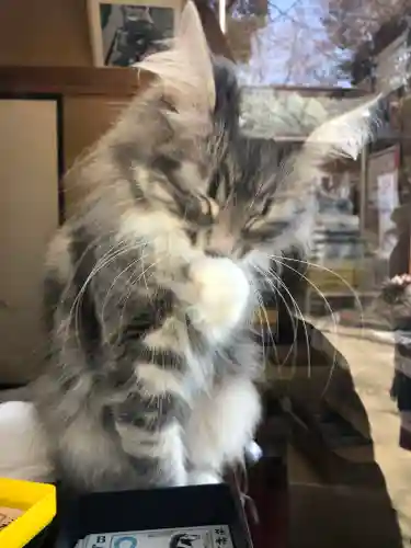 馬場氷川神社の動物