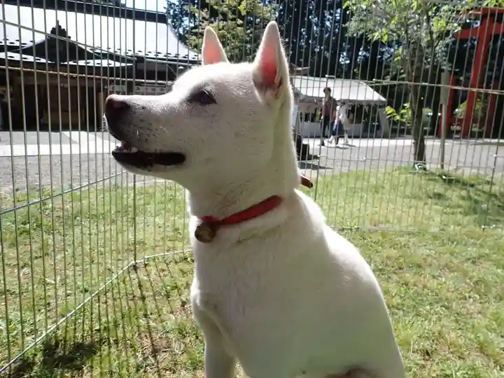 丹生都比売神社の動物