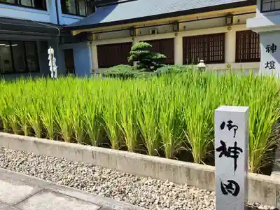 愛知縣護國神社の自然