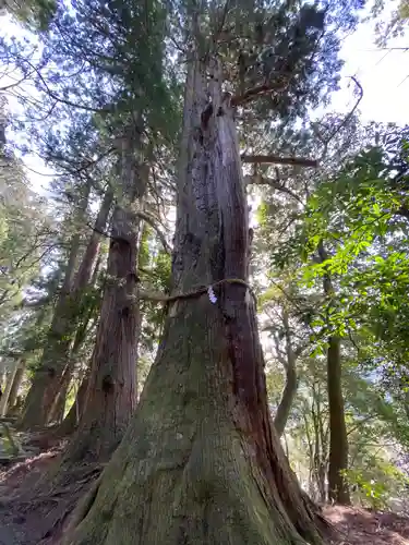 白山比咩神社の自然