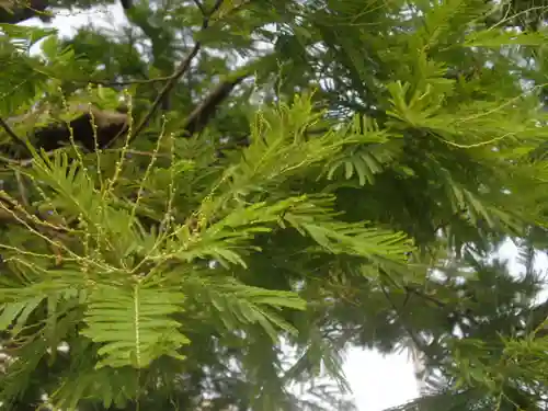 来迎寺（材木座）の自然