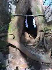 戸隠神社奥社(長野県)