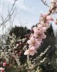 鹿島大神宮の自然