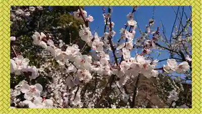 八雲神社(緑町)(栃木県)