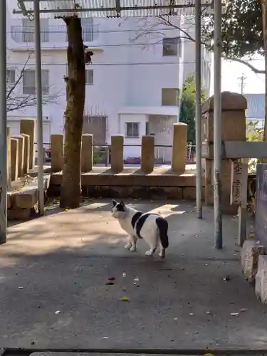 須佐之男社の動物