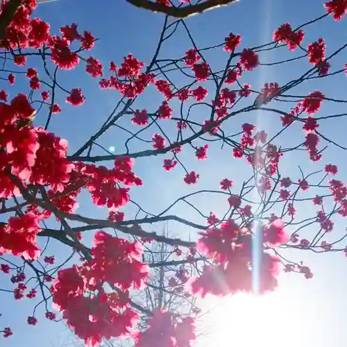 御田八幡神社の自然