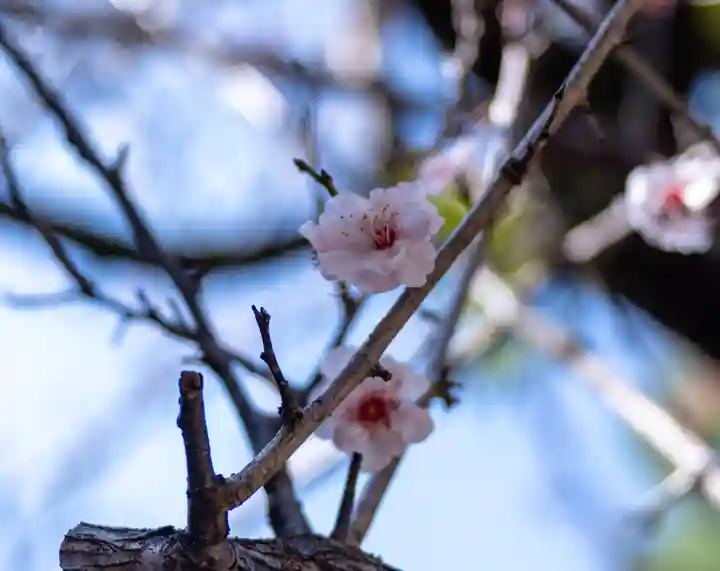 深江神社(福岡県)