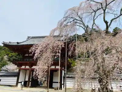 金剛寺の山門・神門