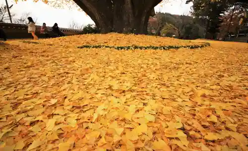 浄善寺の自然