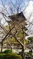 東寺(教王護国寺)の塔