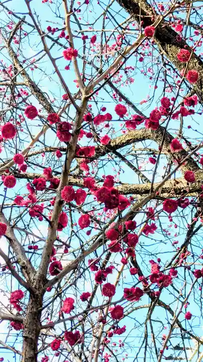 大宮・大原神社の自然