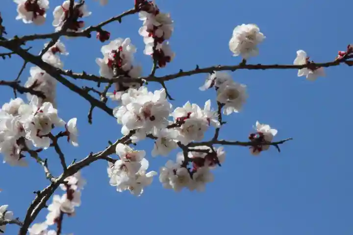 国宝 大法寺の自然