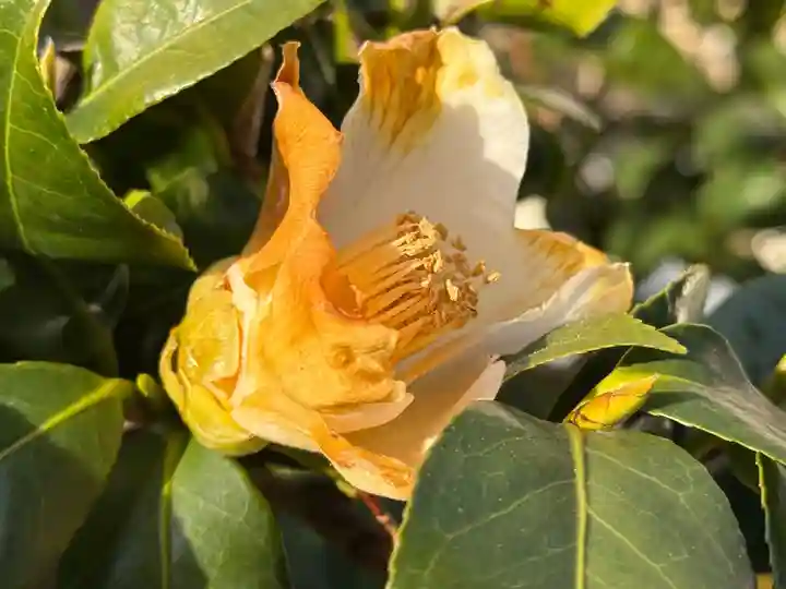 西方山極楽寺(岐阜県)