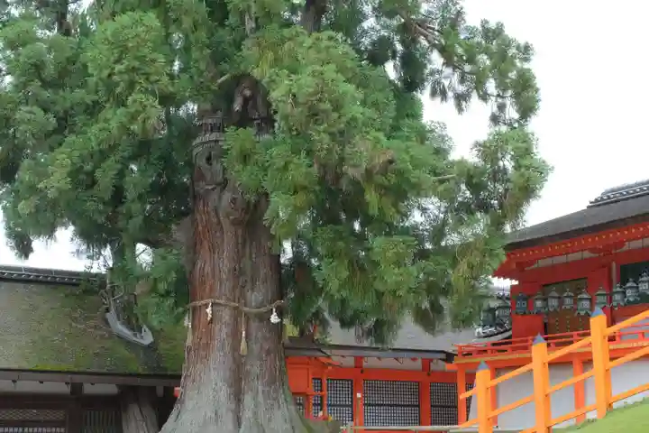 春日大社の自然
