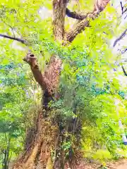 蚕影神社の自然