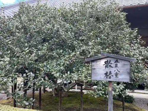 地蔵院（椿寺）(京都府)