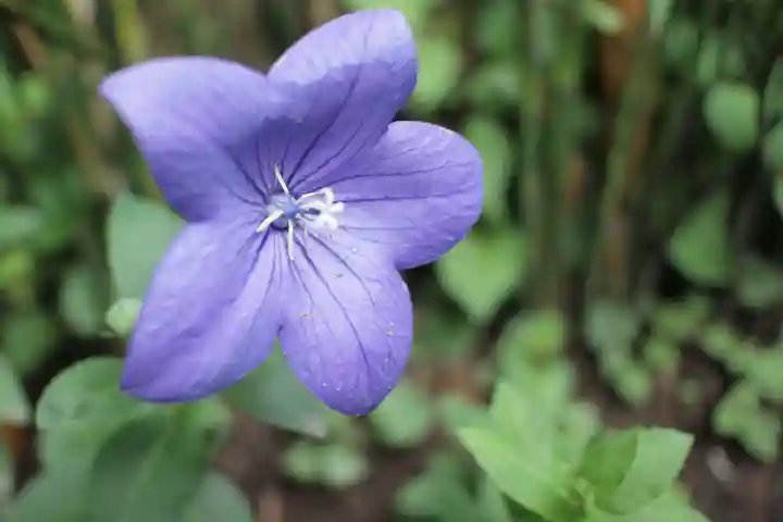越谷香取神社の庭園