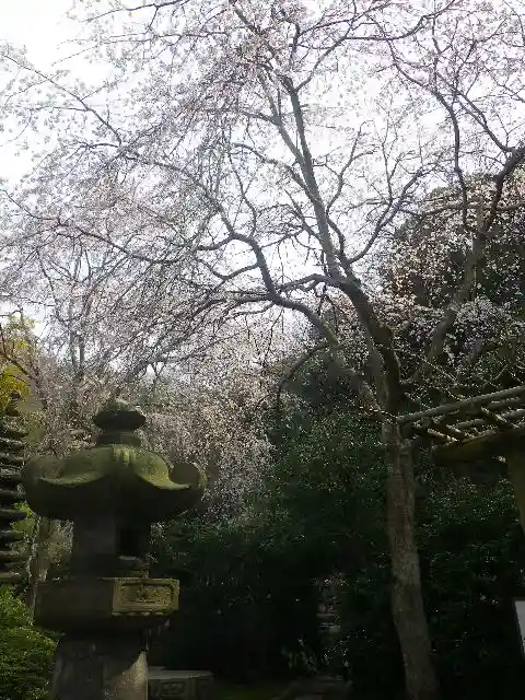 安國論寺(安国論寺)の自然
