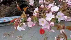 平野神社の自然