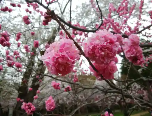 北海道神宮の自然