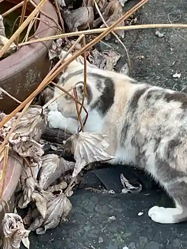 一心寺・一心禅寺の動物
