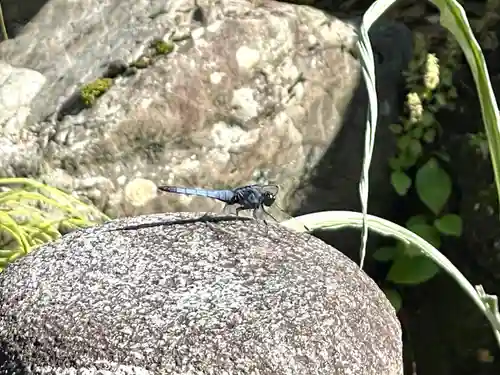若宮神明社の動物