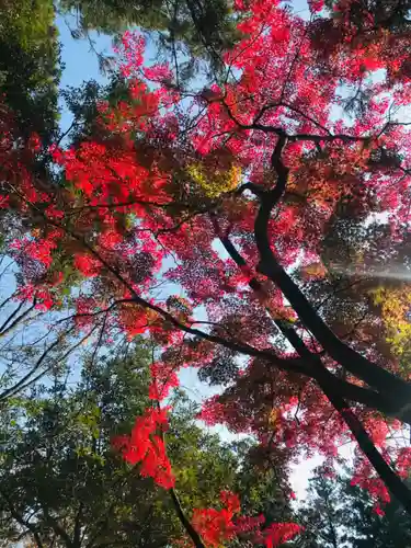 大斎原（熊野本宮大社旧社地）の自然