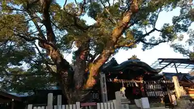 石切劔箭神社の自然