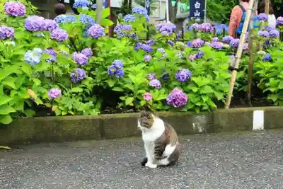 白山神社(東京都)