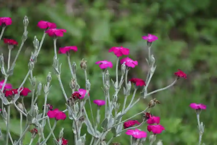 阿久津「田村神社」(郡山市阿久津町)旧社名:伊豆箱根三嶋三社の自然