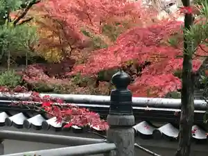 来迎寺(井戸来迎寺・紫雲山来迎寺)の自然 2019年12月03日(火)〜(2019年12月02日(月) 17時06分36秒投稿)