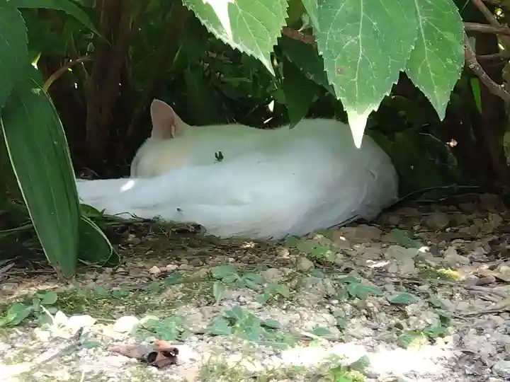 御誕生寺(猫寺)(福井県)