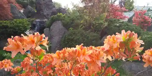 北海道護國神社の自然