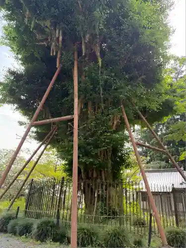 村山浅間神社(静岡県)