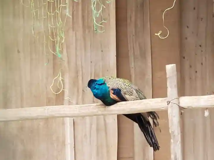 園城寺(三井寺)の動物