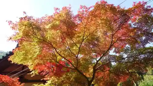 吟松寺の自然