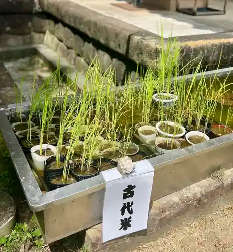 八幡神社(静岡県)