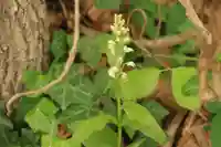 滑川神社 - 仕事と子どもの守り神の自然