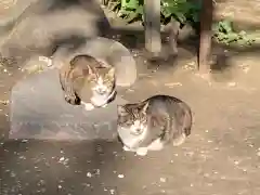 小野照崎神社の動物