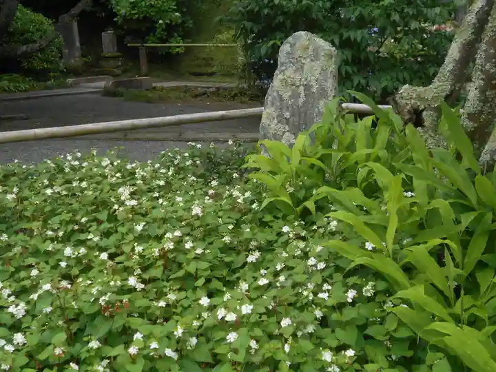 妙本寺の自然