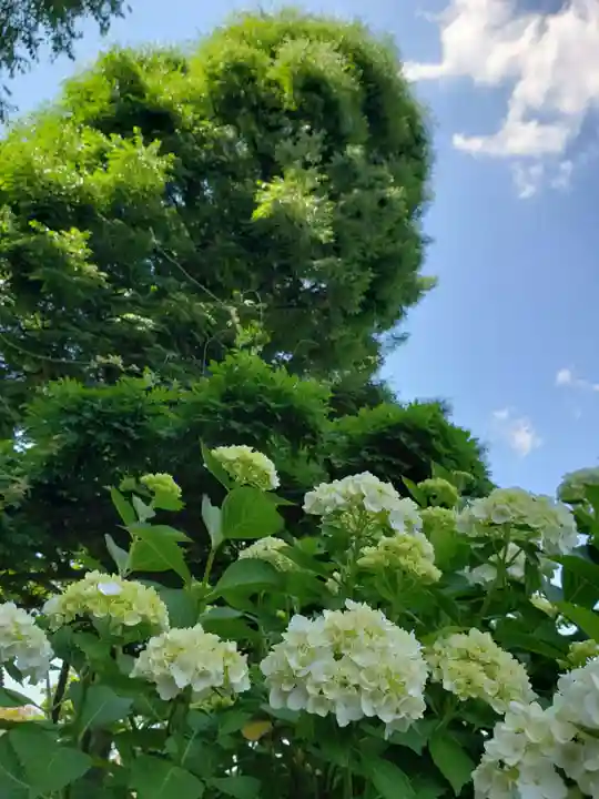 妙法寺(東京都)