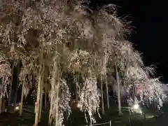 足羽神社の自然