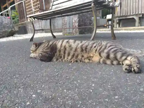 御誕生寺（猫寺）(福井県)