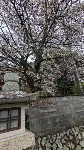 樫本神社（大原野神社境外摂社）(京都府)