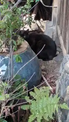 妙雲院(京都府)