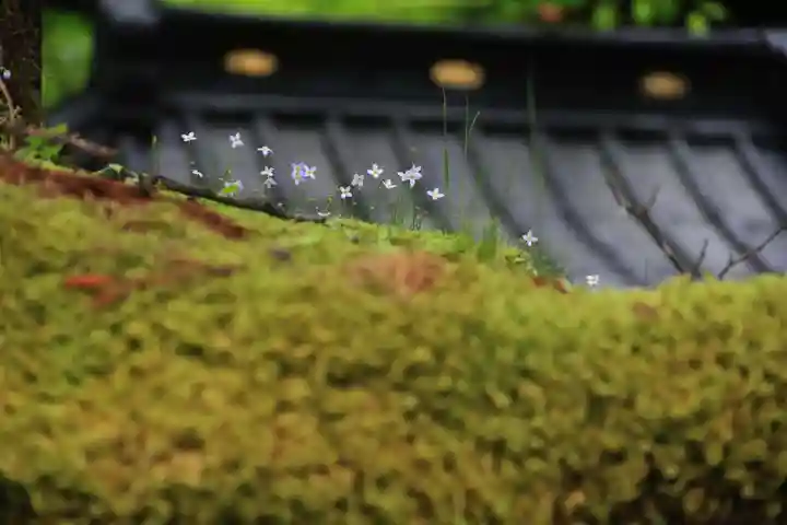 光明院稲荷社の自然